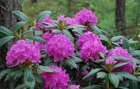 Rhododendron English Roseum Garden Shrubs Shrubs Season Plants