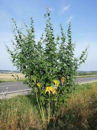 Image result for Sida chrysantha