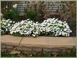 Pin On Hometalk Gardening