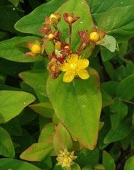 Image result for Psorospermum baumii