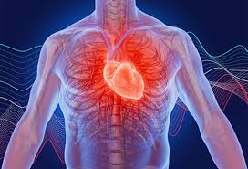 The heart consists of two separate chambers divided by the septum. Why Am I Having Heart Palpitations 14 Possible Causes