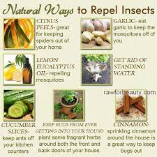 Repel Insects Insect Repellent Natural Insect Repellant Pest Control