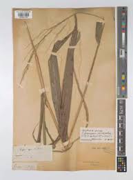Image result for Dichanthium sericeum