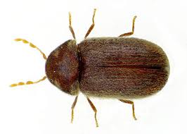 The beetle belongs to the family scarabaeidae and is also referred to as a scarab beetle. Drugstore Beetle Wikipedia