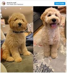 The goldendoodle teddy bear cut so adorable your heart will melt hy go doodle. Puppy Goldendoodle Teddy Bear Cut Standard Poodle Teddy Bear Clip Google Search Poodle We Ll Go Over Those Separately Yates Kathy