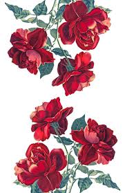 Beautiful hand painted watercolor roses. Flower Pattern Rose Art Flower Wallpaper Red Roses