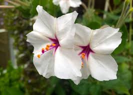 Image result for Mirabilis