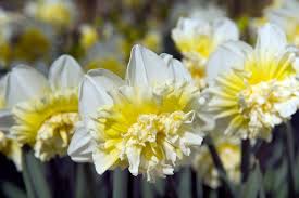 Narcissus Ice King Narcissus Daffodils Planting Flowers