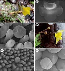 Image result for Genlisea hispidula