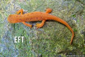 See the complete list of animals that start with the letter e. Pictures Of Animals Beginning With E Travel For Wildlife