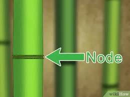 Bamboo do not regenerate from fragments. 3 Ways To Cut Bamboo Wikihow