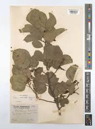 Image result for Trimeria