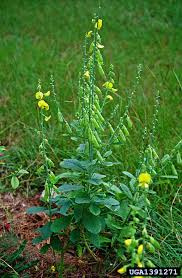 Image result for Crotalaria parvula