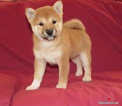 Gvfcdert lovable shiba inu pups ready, i have pups available a male and a female. Shiba Inu Puppies For Sale Pets For Sale In Cardiff Wales Uk Sheryna Co Uk Mobile 19845