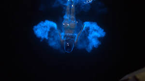 Alternative torrents for 'one night valley it will blow your mind watch it now pirte'. Miss The Glowing Neon Ocean These 8 Bioluminescence Moments Caught On Camera Will Blow Your Mind Orange County Register