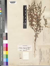 Image result for Vahlia digyna