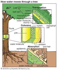 Pin By Mygardenbh On ţ U đ Y T E R E T Biology Plants Teaching Biology Biology Lessons