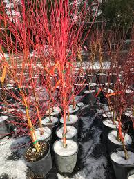 They come in a number of varieties and foliage colours. Fjellheim Mendocino Maples Nursery