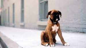 Boxer Dog Full Hd Wallpaper Boxer Dogs Boxer Puppies Dog Life