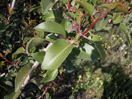 Image result for Rhipidoglossum bilobatum