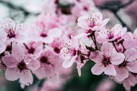 Cherry blossom trees are native to asia, particularly japan, china, south korea, and india. The Meaning Of Cherry Blossom Tattoos According To Different Cultures Girltalkhq