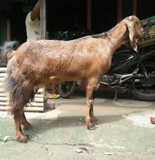 Kohe kambing alus/ pupuk organik kotoran kambing halus: Kandang Kambing Japan Home Facebook