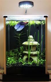 As long as you keep a single betta in his own tank, however, there shouldn't be any problems. 11 Betta Fish Tank Setup Ideas Betta Fish Tank Fish Tank Betta Fish