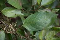 Image result for Maesa lanceolata