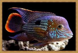 Check spelling or type a new query. 11 Jenis Ikan Yang Bisa Dicampur Ikan Oscar Tankmate Oscar Si Binatang