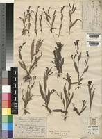 Image result for Floscopa africana