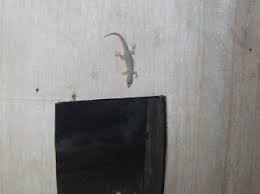 Pelajaran Dari Seekor Cicak Dan Kupu Kupu Kompasiana Com