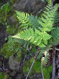 Image result for Dryopteridaceae