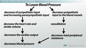 Regulation Of Blood Pressure Short Term Regulation