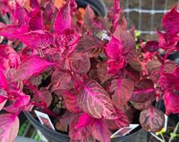 Image result for Iresine herbstii