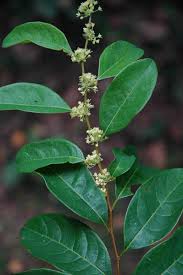 Image result for Flueggea virosa