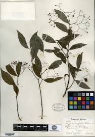 Image result for Crossopetalum mossambicense