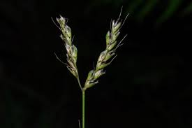 Image result for Ischaemum afrum