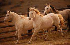 Wild Horses Are Running Out Of Room Off The Range The New York Times