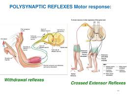 Two pairs of vocal folds are found in the la. The Spinal Cord Spinal Nerves And Spinal Reflexes Ppt Download
