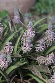 Image result for Ledebouria macowanii