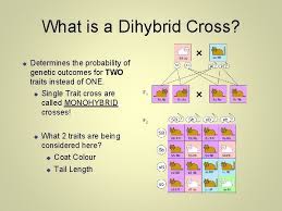 A) a monohybrid cross involves a single parent, whereas a dihybrid cross involves two parents. Heredity And Genetics Part Two Dihybrid Crosses Two