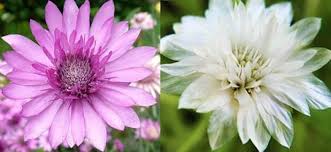 Troverai foto e immagini bellissime di fiori primaverili, rose, fiori di. X Di Xeranthemum Annuum Perpetuini Piante Annuali Da Fiore Per Prati Fioriti Xeriscaping E Con Fiori Da Far Essiccare