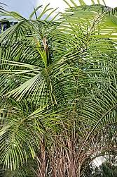 Image result for Raphia gentiliana