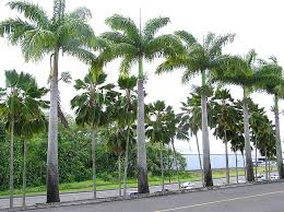 Image result for Roystonea oleracea