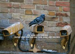 Get pest control service in duanesburg and surrounding areas. Contact Us One Hour Pest Control In Nj