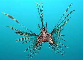 Atlantic Ocean Fish Lion Fish Beautiful Sea Creatures Deep Sea Animals