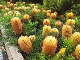 Star Of The Season Dwarf Banksia Australian Garden Australian Native Flowers Native Garden