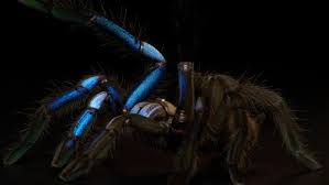 Image result for Blue Lightning 2005 Spider