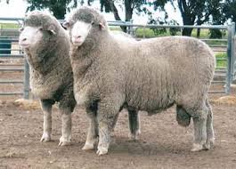 Rafter 7 Ram Sale Quality Merino Sheep For Sale Excellent Wool Rafter 7 Merinos Merino Sheep Quality Merino And Rambouillet Merino Sheep Sheep For Sale Sheep