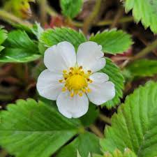 Image result for Fragaria